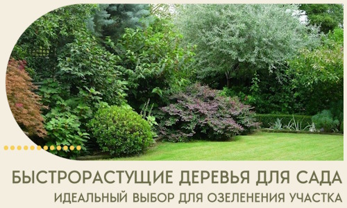 Быстрорастущие деревья для сада идеальный выбор в Павлове