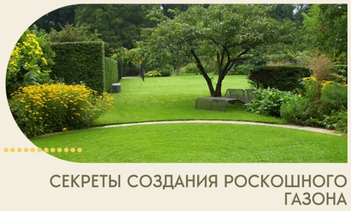 Секреты создания роскошного газона в Павлове